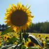 Le roi des tournesols. La Courie. juin 2022. Coraline Bengloan